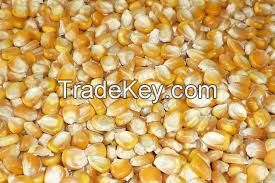 Yellow Corn