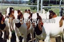 Live and Pregnant Boer Goats