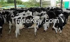 Pregnant Holstein/Jersey Heifers