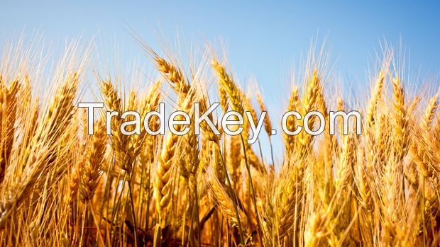 BEST WHEAT PRICES