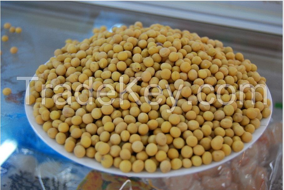 non-gmo soybeans