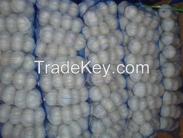 Fresh Normal White Garlic / Red Galic in 10kg/Carton with Different Size