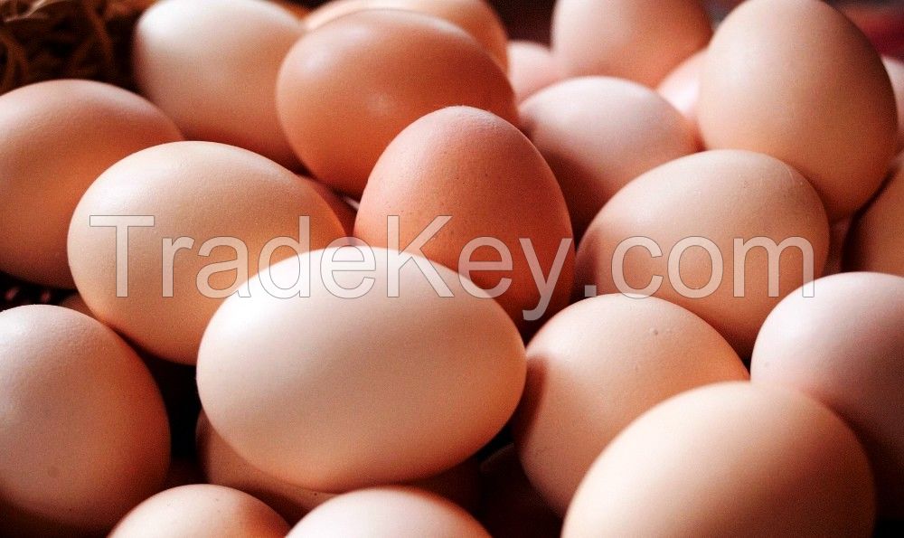 Fresh Chicken Eggs, Table Eggs, Fertilized Hatching Egg