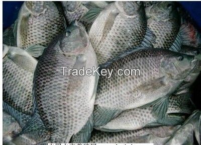 frozen black tilapia