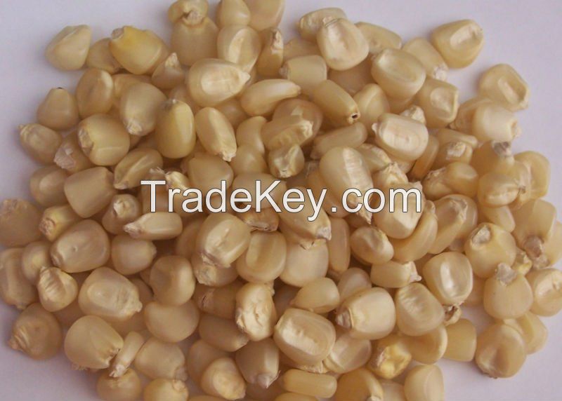 White Maize/ Corn For Sale Good Price