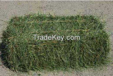 Alfalfal Hay / Lucerne Bales