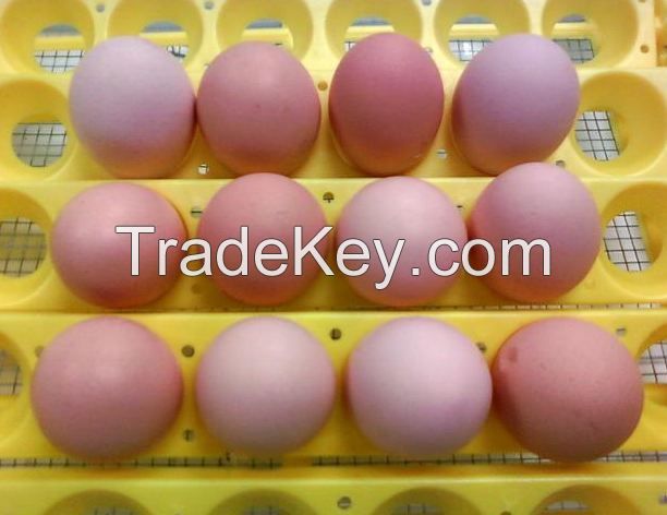 Fertile Broiler Eggs