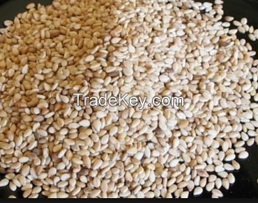 Sesame Seeds