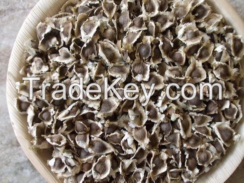 Moringa Seeds