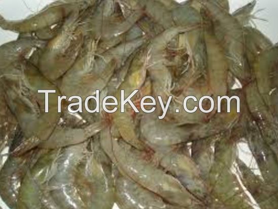 Vannamei Shrimps