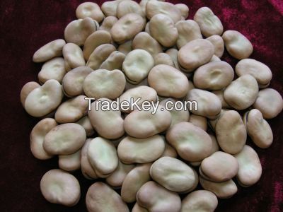 Broad Beans