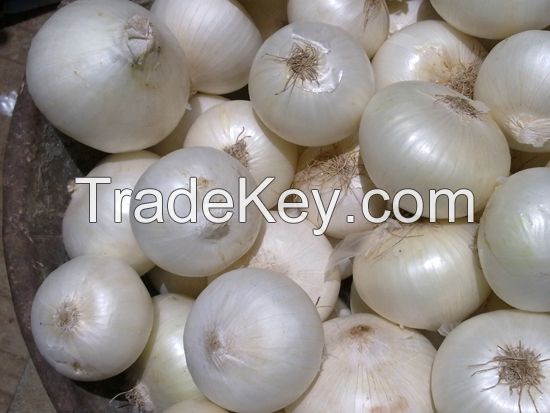 High Quality Fresh White Onions