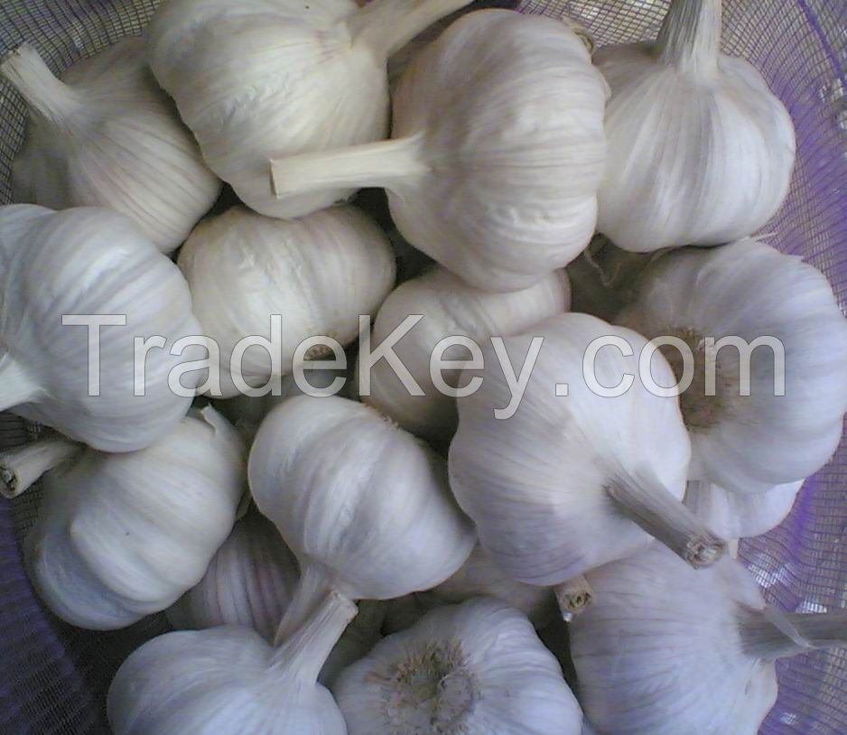 High Quality Fresh Garlic