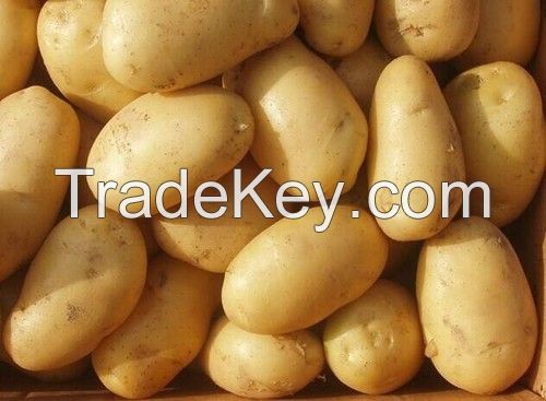 New Crop Fresh Potato on sale/holland potato and sweet potato