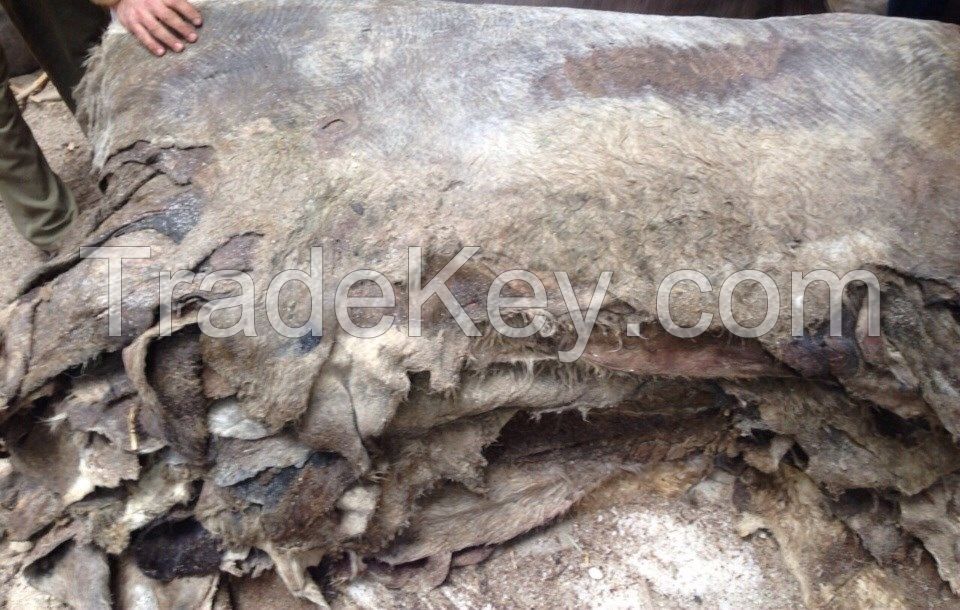 DRY DONKEY HIDES, WET SALTED COW SKIN