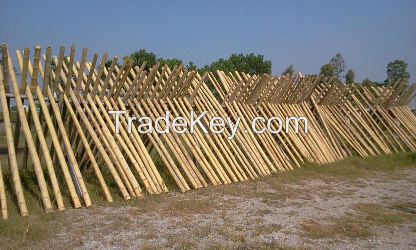 Bamboo Poles, Bambus, Varas de bambu