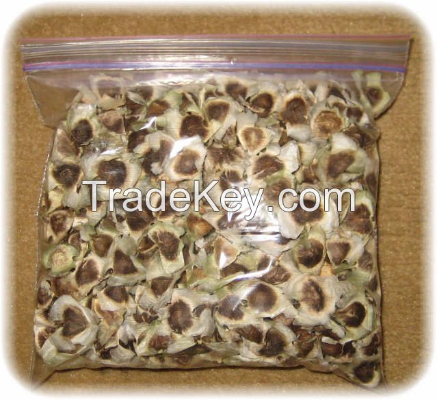 Moringa Seeds