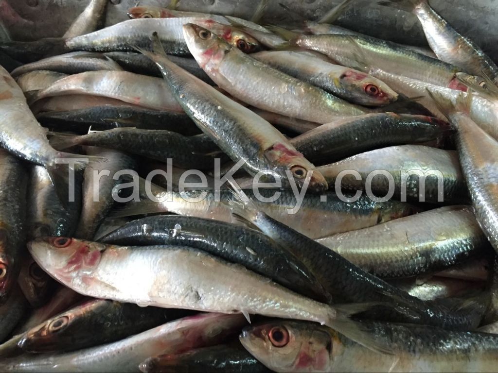Canned fish fresh frozen sardines fish frozen whole round sardine for canning mill