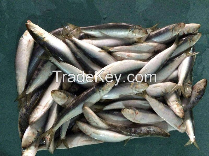 Frozen sardine fish frozen sardine sardinella longiceps for tuna bait