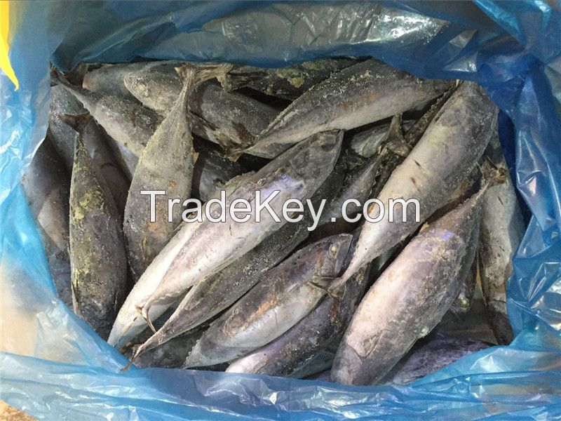 Frozen bontio frozen bonito tuna bonito fish for market