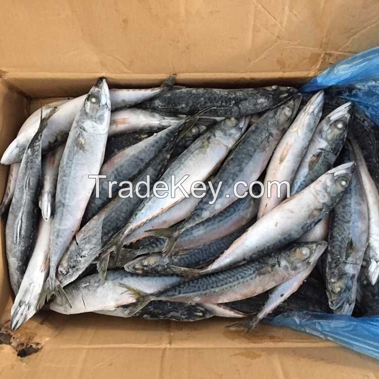 Japanese mackerel chub mackerel pacific chub mackerel whole round for sale