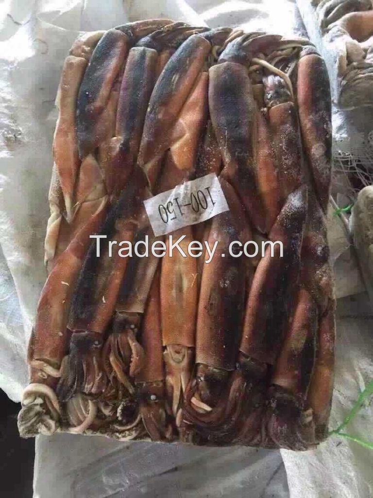 Illex squid Argentina squid Illex argentinus wholesale for bait