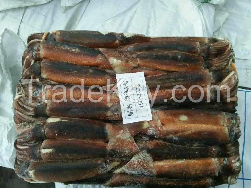 Seafrozen squid Illex argentina squid Jigger Catch wholesale