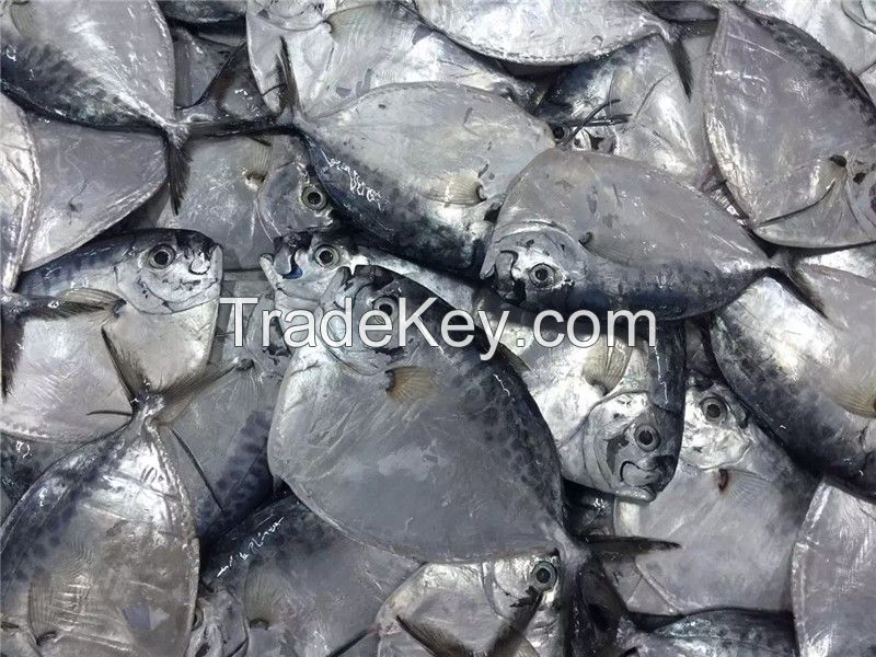 Frozen moonfish moon fish mene maculata wholesale for market