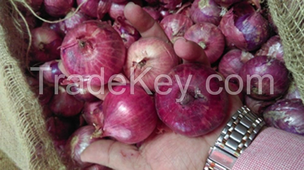 Fresh Red Onion