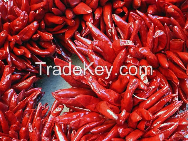 red Chilli pepper