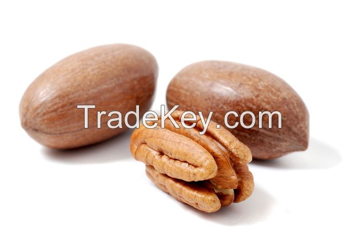 100% Premium Quality Pecan Nuts For Sale/ Pecan Nut In Shell / Pecan Nut Pieces