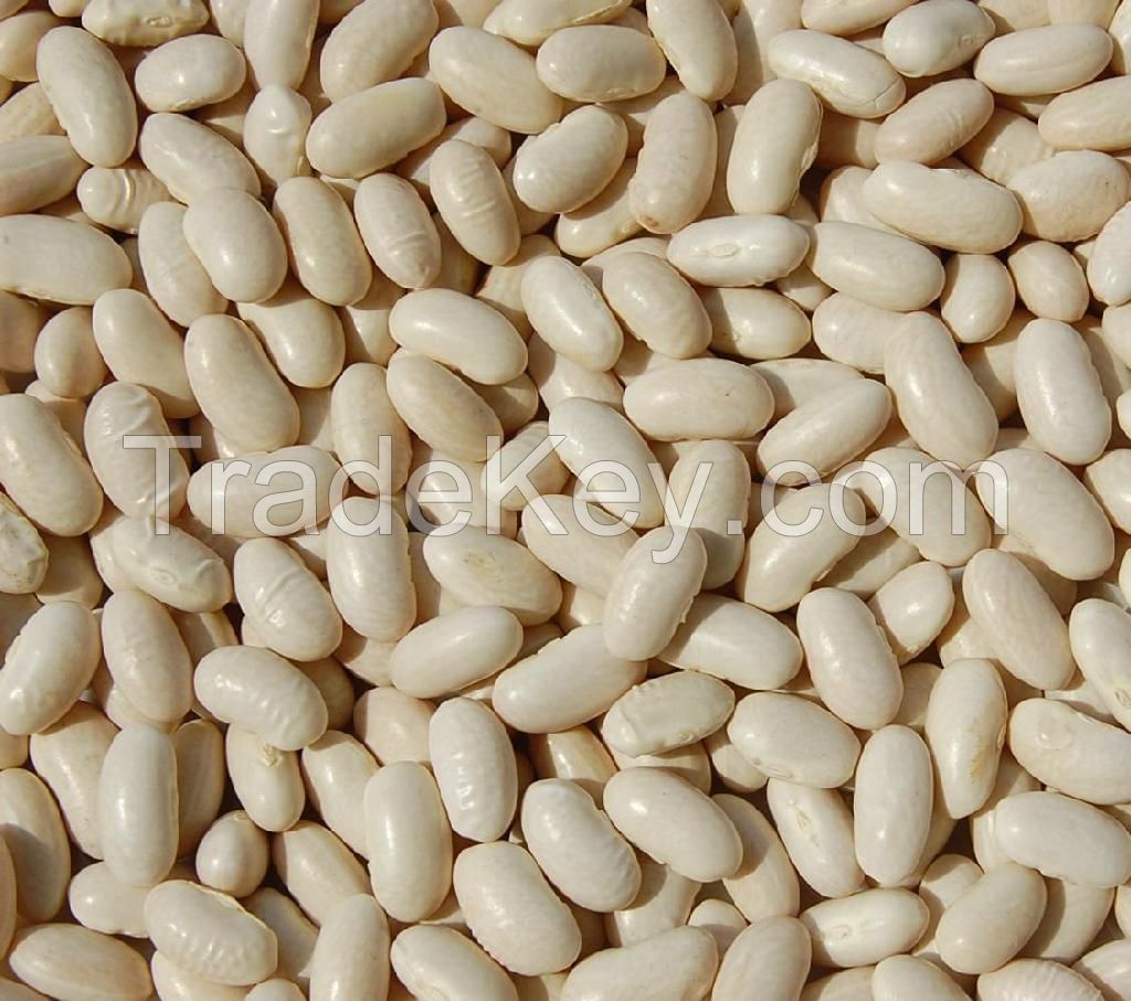 Price of Long White Kidney Beans , Dried Beans