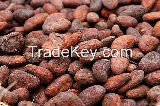 Dried raw Cocoa Beans