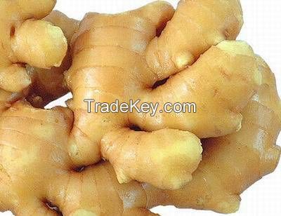 agricultural crops fresh ginger for exporting sale