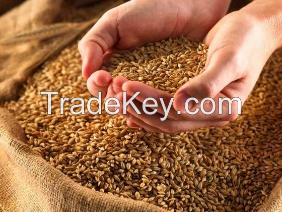 Fresh Grain Wheat