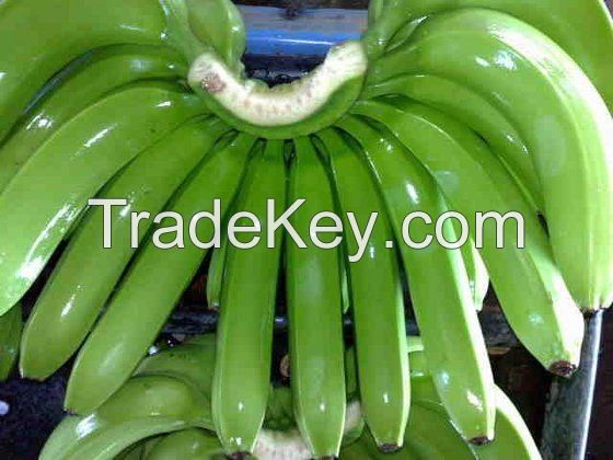 Cavendish Banana - Fresh Green
