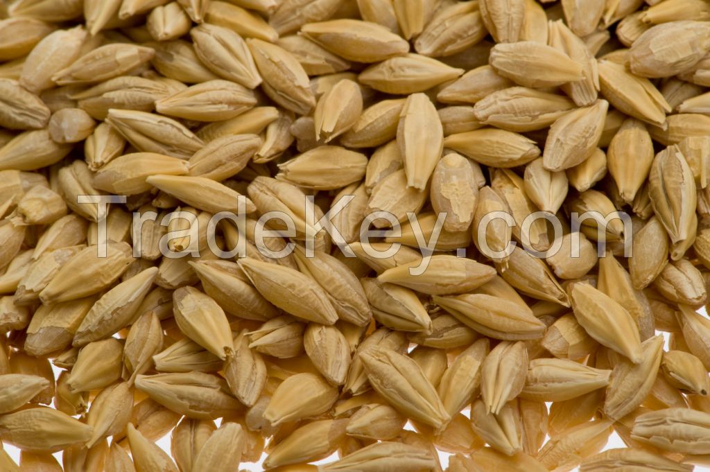 Supreme Quality Barley from Top Supplier at Wholesale Price