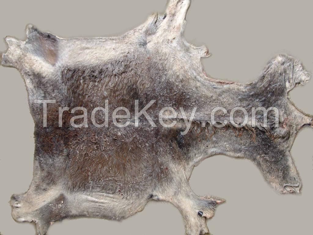 Wet Salted Donkey skins