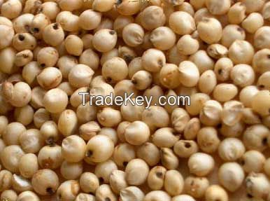 Jowar(Sorghum)