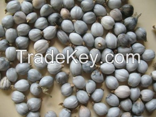 100% Natural Coix Seed