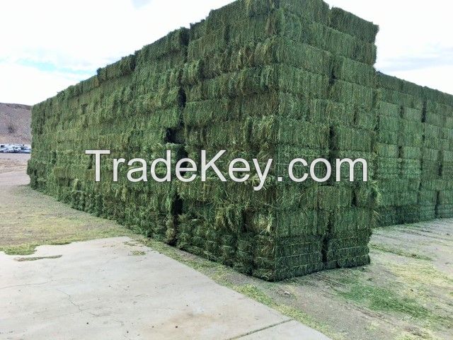 Grade A Alfalfa Hay Bales /Bales alfalfa Alfafa Hay Bales / For Sale