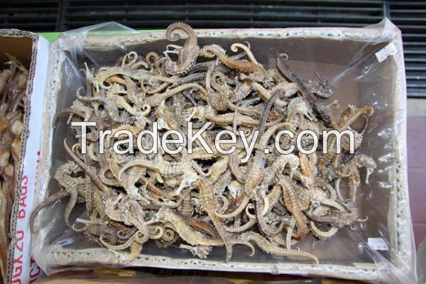 Dried SeaHorse & Dried Sea Cucumber / Dried Fish Maw