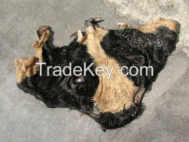 Wet salted cow calf Hides for sale