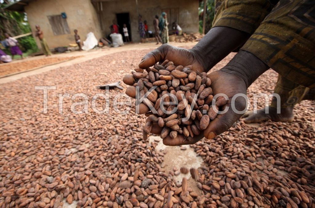 Sell High quality Cocoa Beans