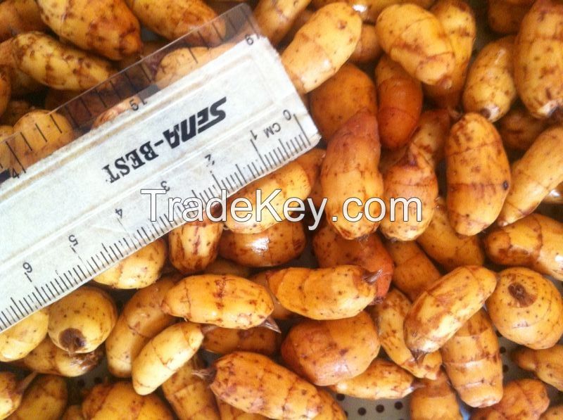 Selling Premium Grade Tiger Nut