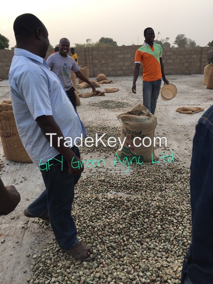 Sell High Quality Raw Cashew Nuts (RCN)