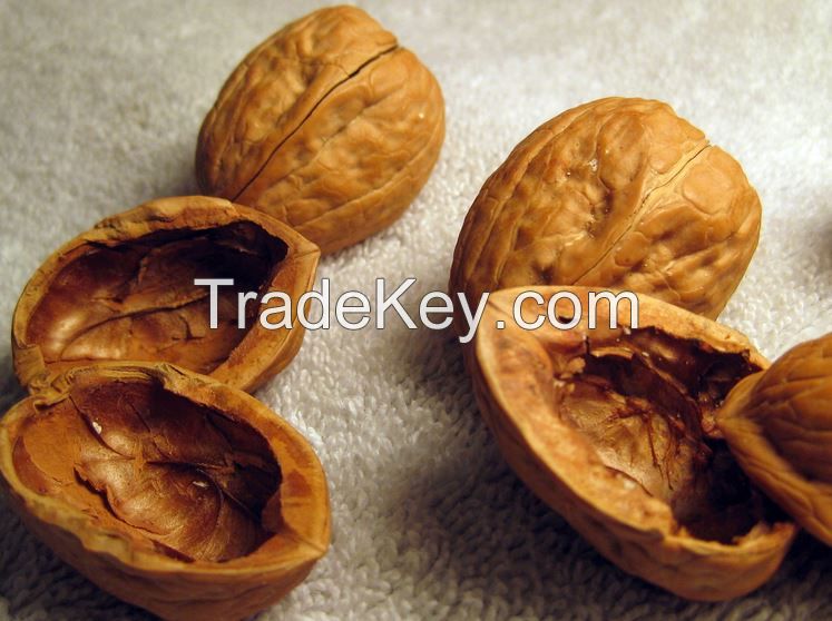 Walnut Shells