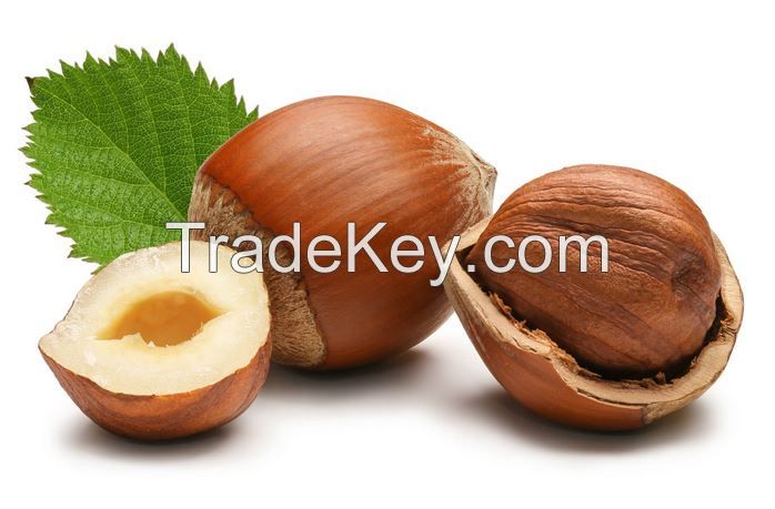 Hazelnut Kernel