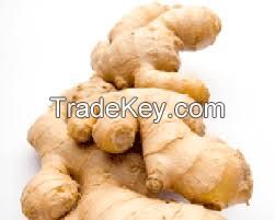 GRADE ''A'' FRESH GINGER FOR SALE