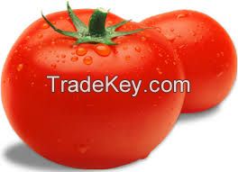 GRADE ''A'' FRESH TOMATOES FOR SALE